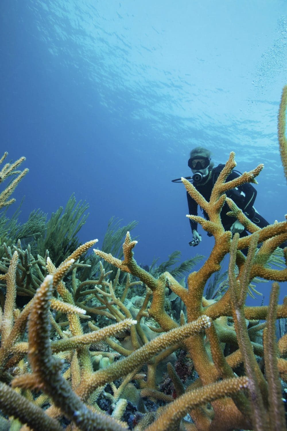 reef-scene-with-scuba-diver-and-staghorn-coral-e1634535828132.jpg