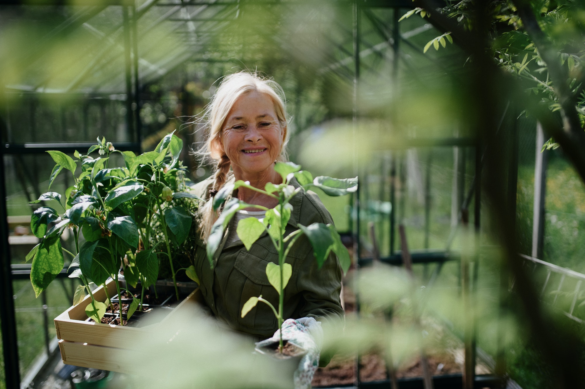 senior-gardener-woman-carrying-crate-with-plants-in-greenhouse-at-garden-smiling-.jpg