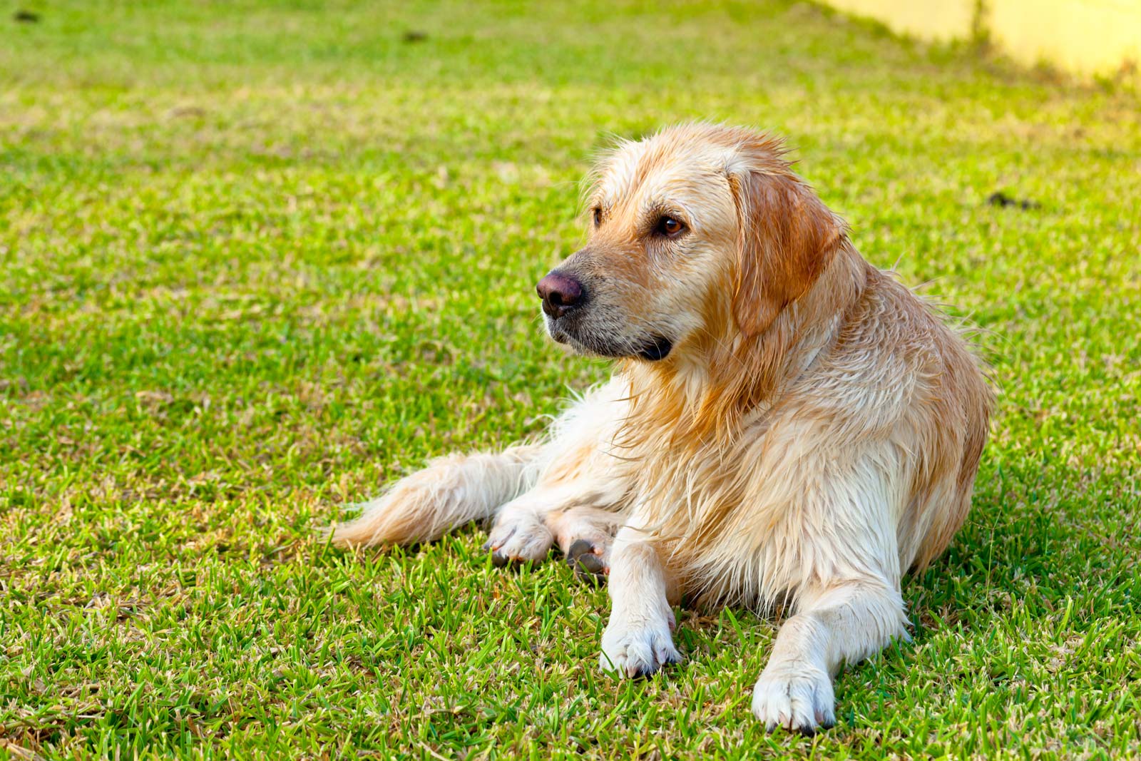 golden-retriever-2021-08-26-16-29-33-utc.jpg