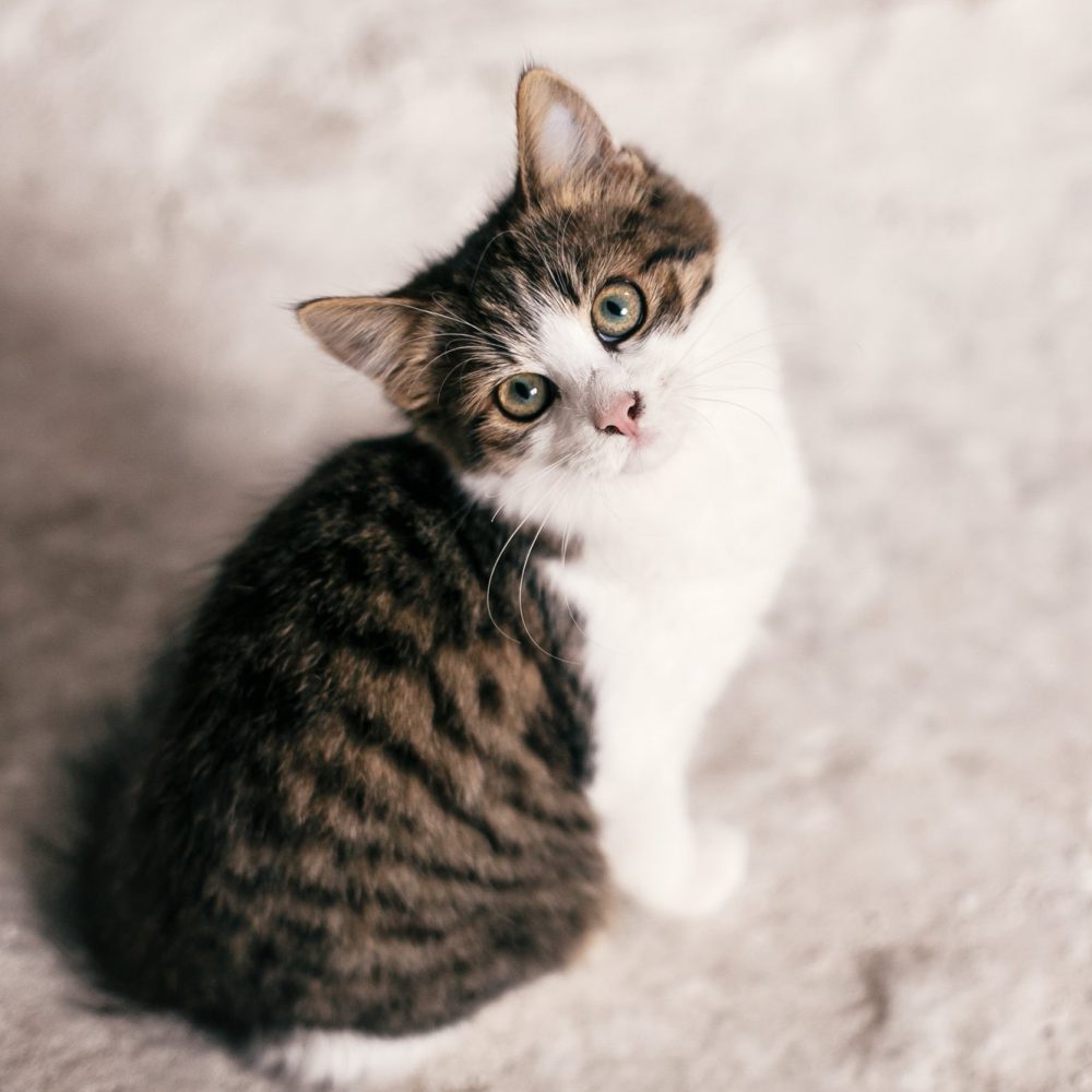 cute-scared-tabby-kitten-with-sweet-looking-eyes-walking-in-city-street.jpg