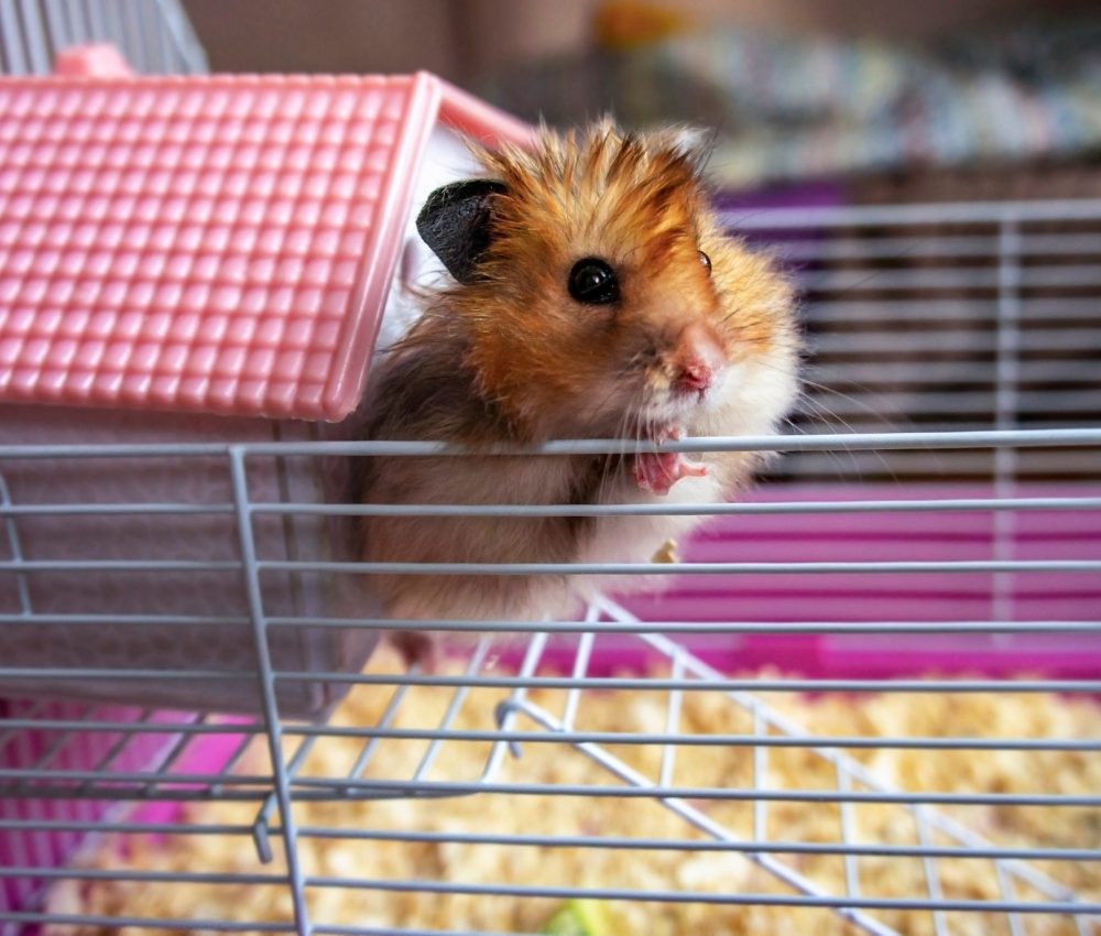 syrian-ginger-hamster-red-cute-hamster-hamster-pink-house-and-cage.jpg