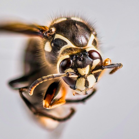 Commercial Pest Control