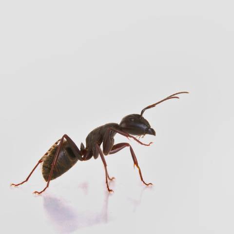 Residential Pest Control