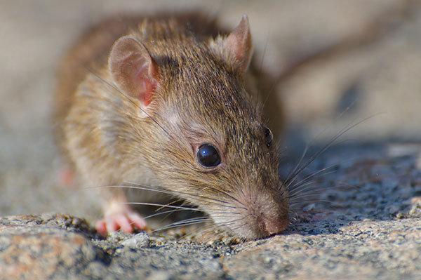 Fast rodent removal