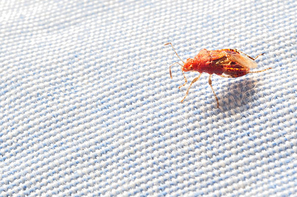 Effective bed bug control