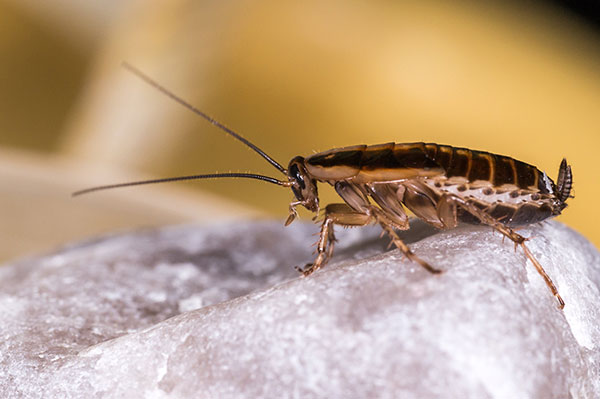 Emergency cockroach extermination