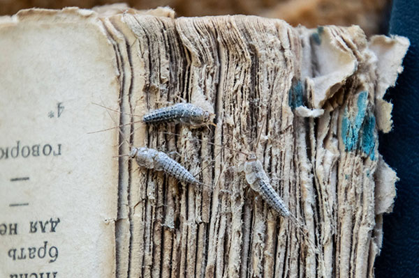 Immediate silverfish removal