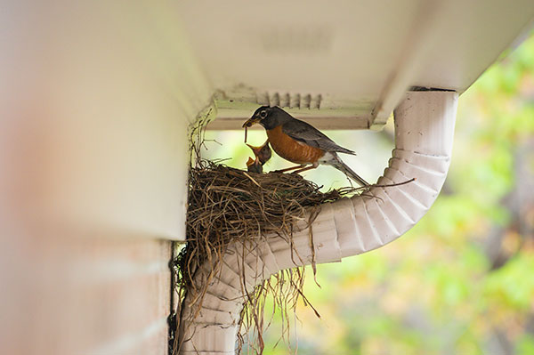 Rapid Bird proofing