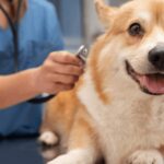 Top 10 Essential Tips for First-Time Pet Owners