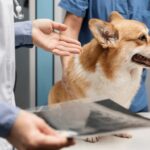 How to Keep Your Pet Healthy and Happy: A Comprehensive Guide