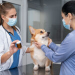 Understanding Your Cat’s Behavior: Common Issues and Solutions