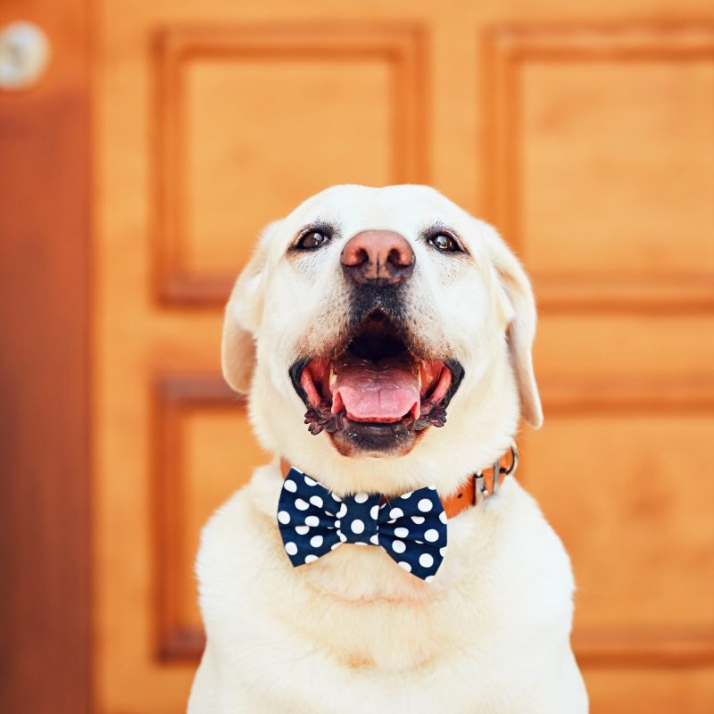 dog-with-bow-tie