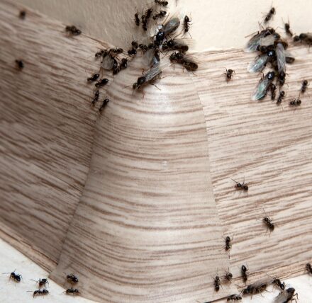 Ant 