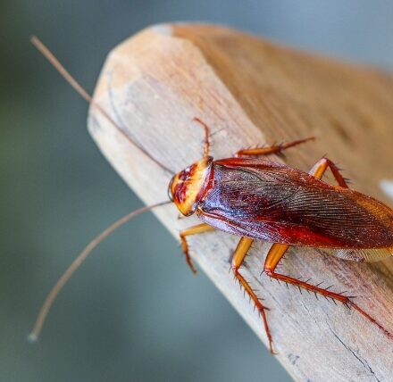 Cockroach 