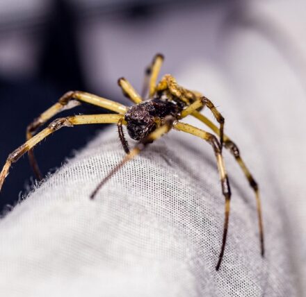 Spider 