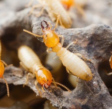 Termite 