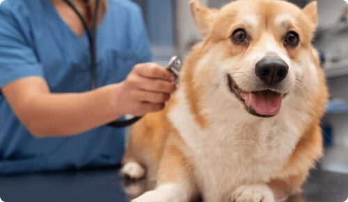 Top 10 Essential Tips for First-Time Pet Owners