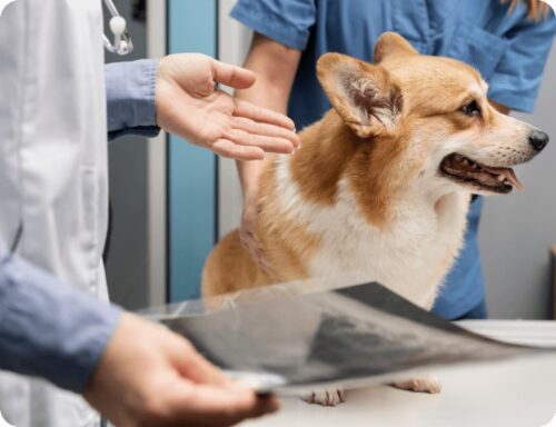 How to Keep Your Pet Healthy and Happy: A Comprehensive Guide