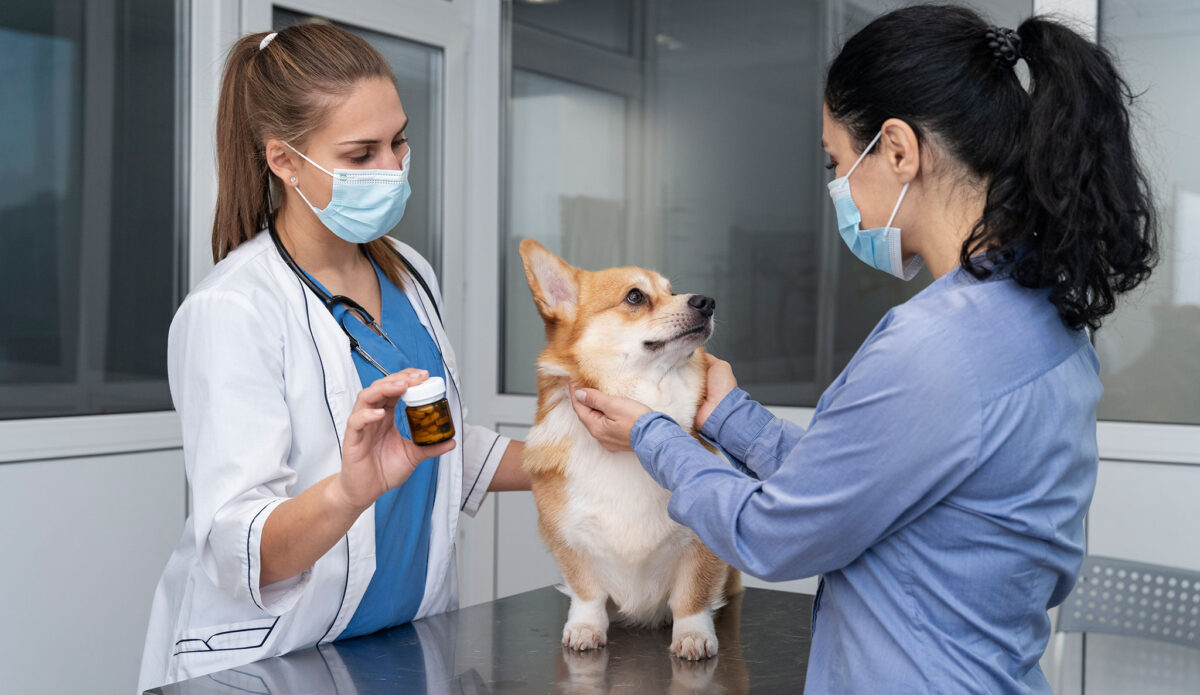 Understanding Your Cat’s Behavior: Common Issues and Solutions